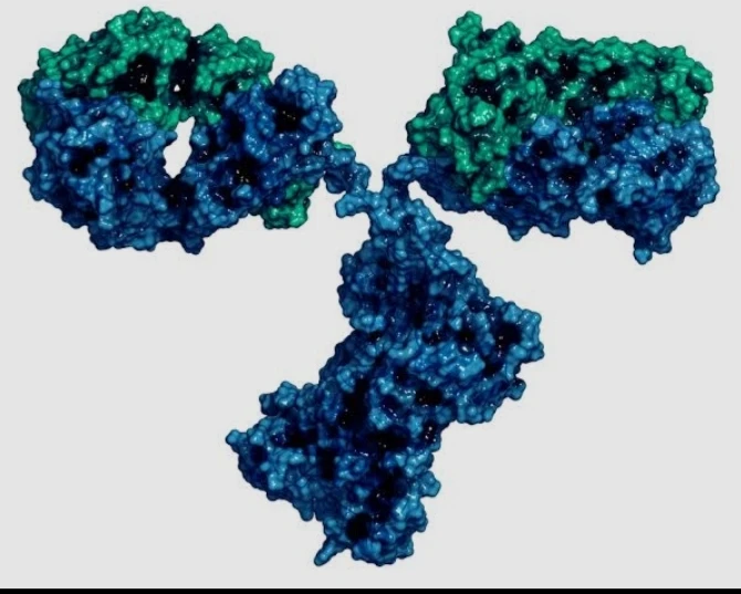 Dengue Virus, ABS-IgM