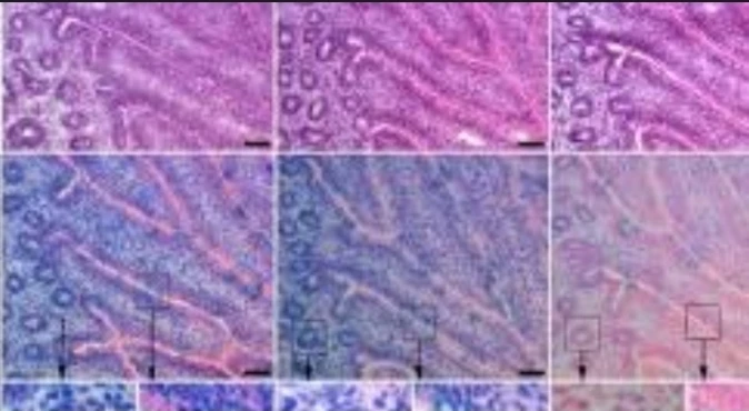 Special Stain: Alcian Blue