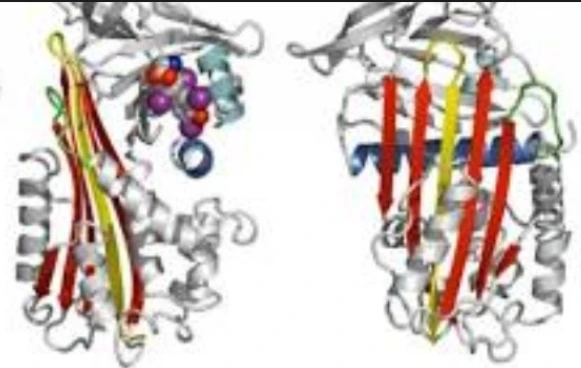 Sex-Hormone-Binding Globulin (SHBG)