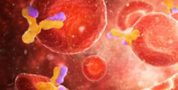 Antibody Screening (Indirect Coombs' Test)