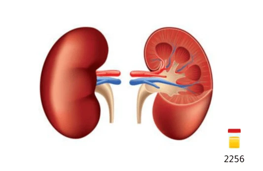 بيتا 2 ماكروغلوبولين في البول