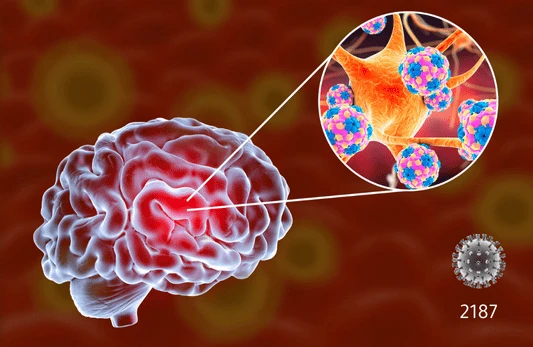 الأجسام المضادة IgG و IgM للفيروس المعوي، لكل منها