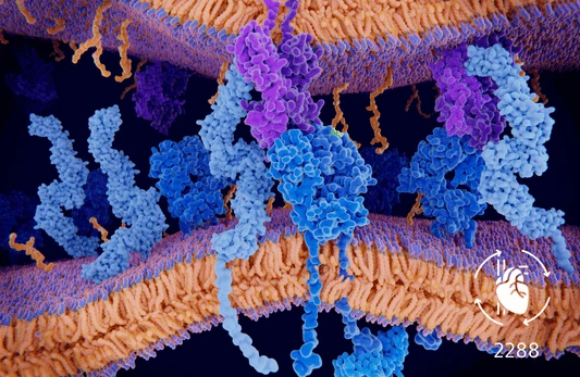 HLA الفئة الثانية (DR-DQ)