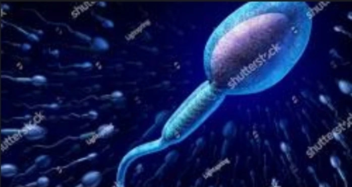 Semen Alpha Glucosidase