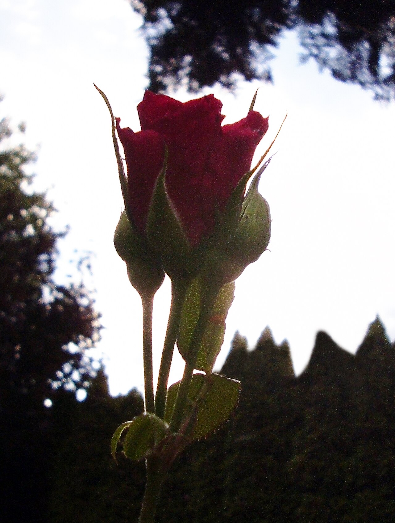 A Rose For Frida