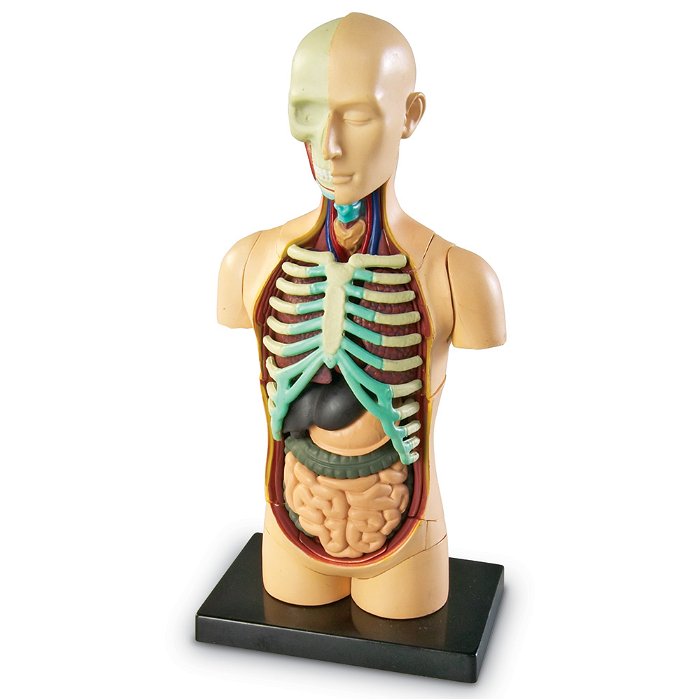 Anatomimodel - Torso