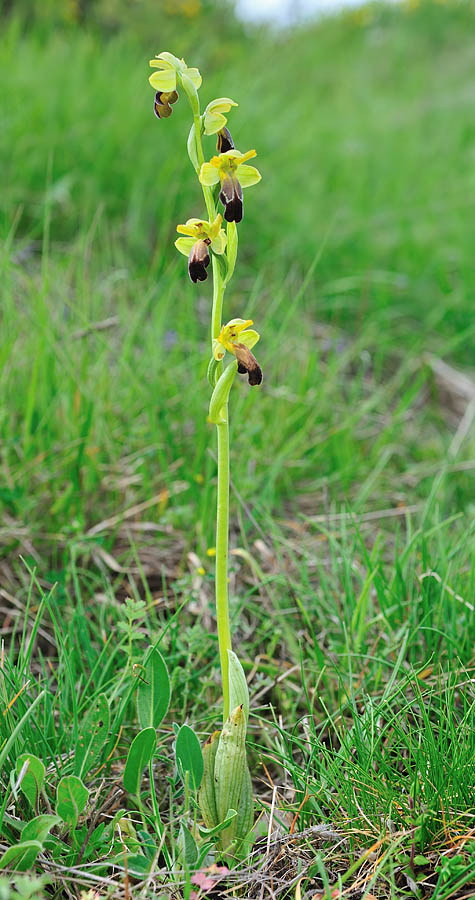 (? O. arnoldii)