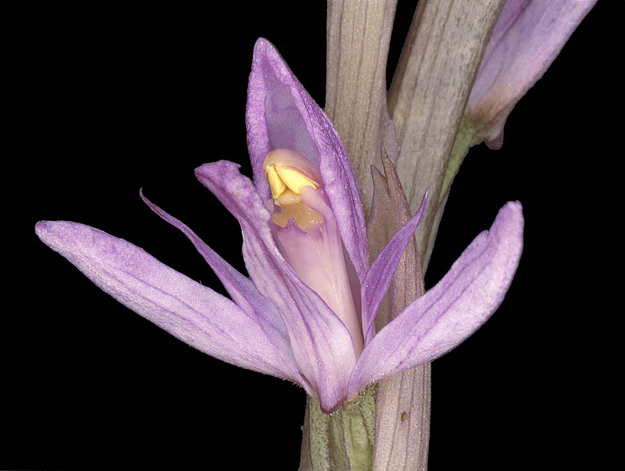 null
