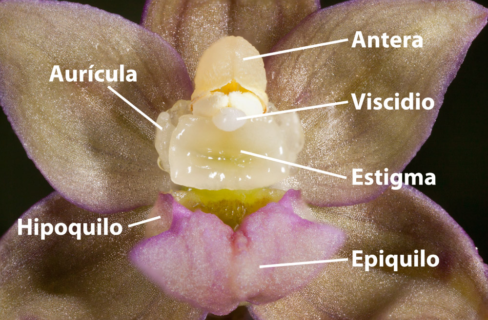 Piezas de los verticilos fértiles.