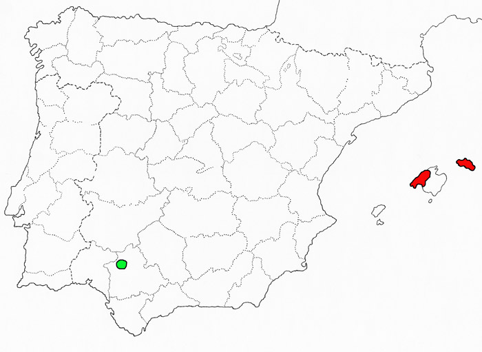 Anacamptis morio subsp. longicornu