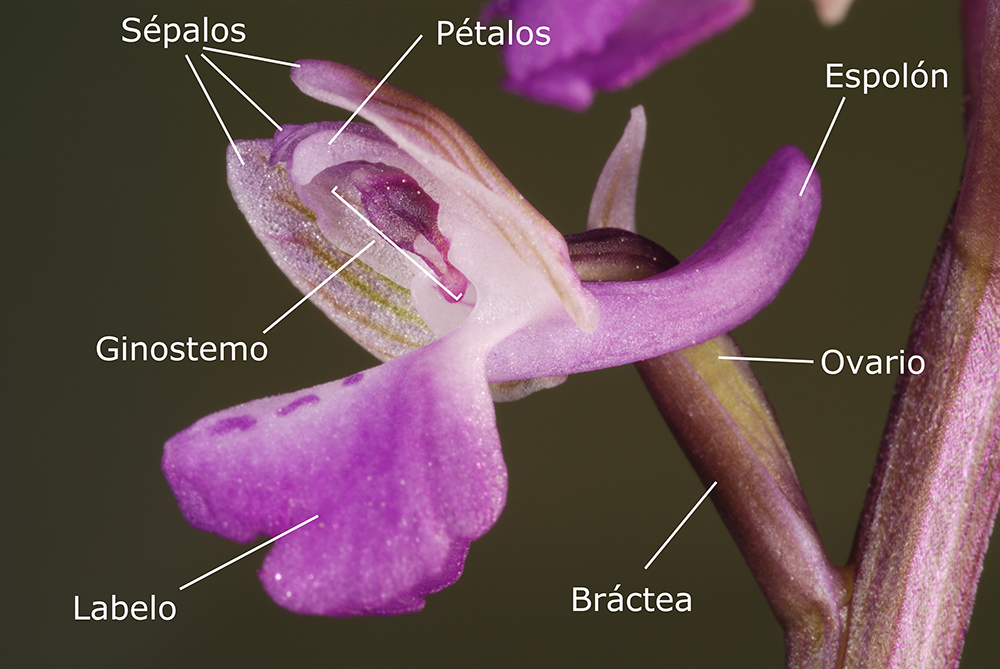 Nomenclatura de las piezas florales.