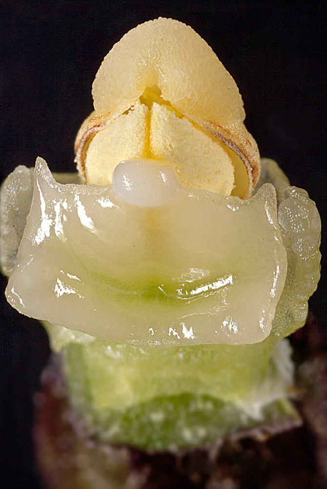 Ginostemo y estigma.