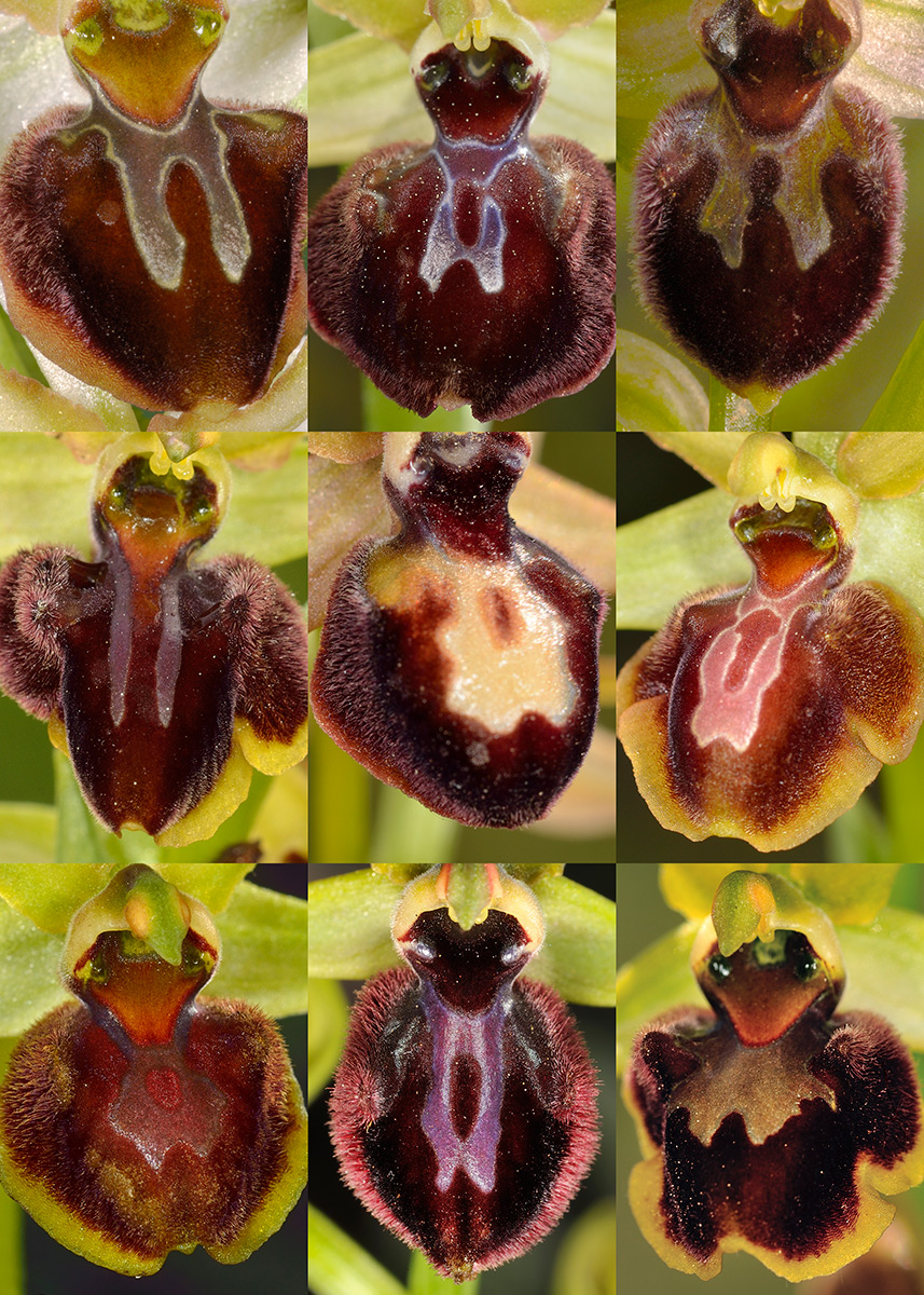 Variabilidad del labelo en Ophrys sphegodes