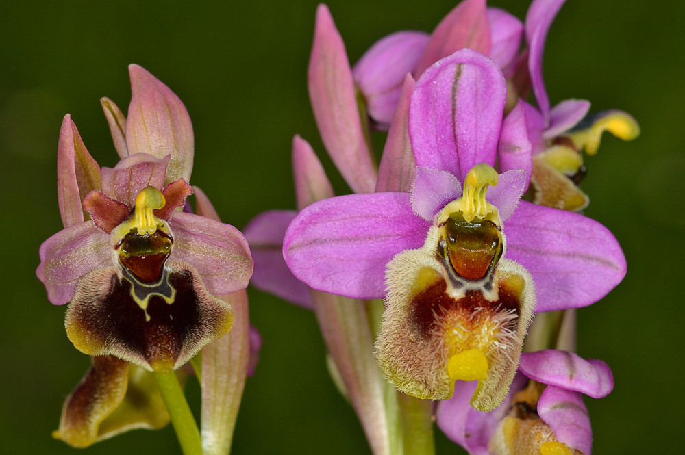 y su híbrido con O. sphegodes