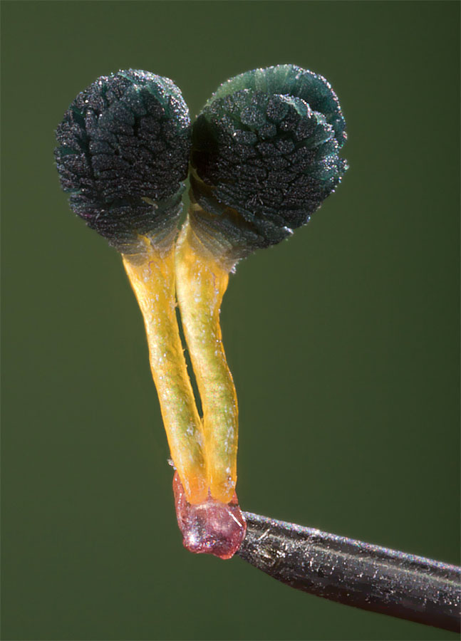 Polinias.
