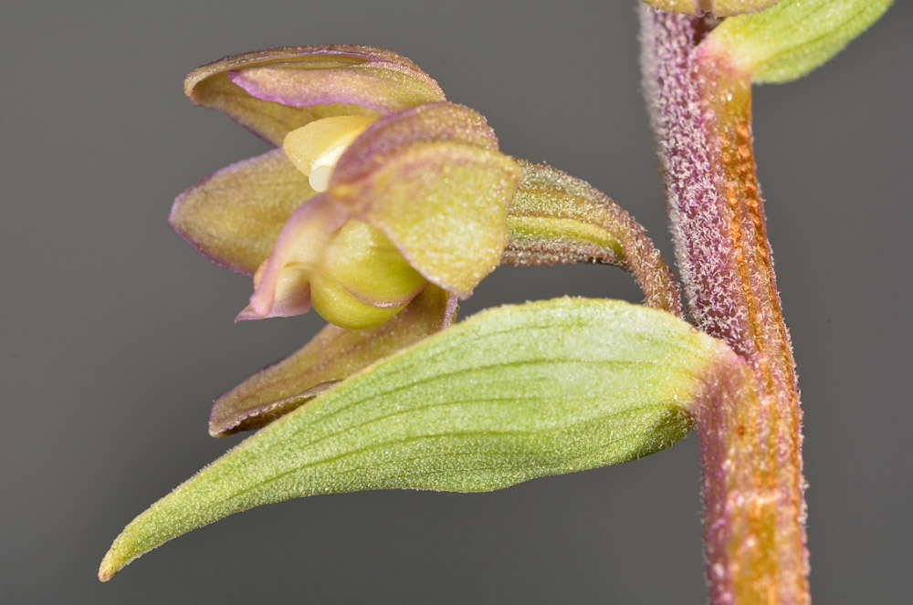 La bráctea de la primera flor es hasta 1,5 veces más larga que la ésta.
