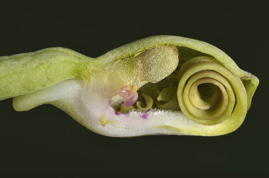 Botón floral