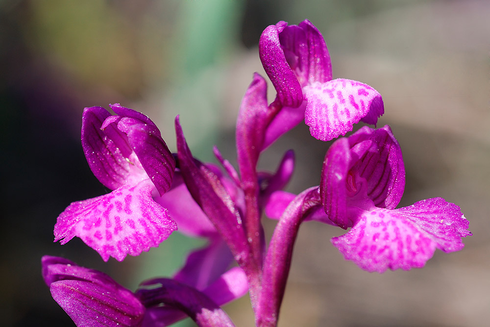 Híbrido entre A. champagneuxii y A. papilionacea