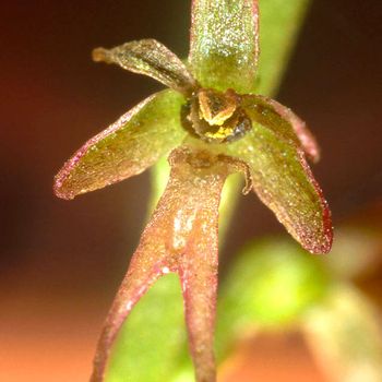 Neottia cordata
