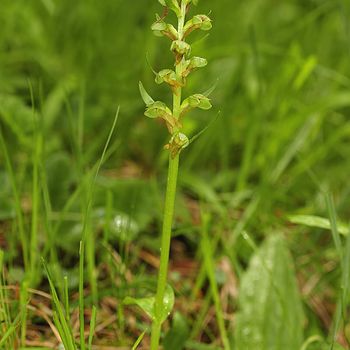 Dactylorhiza viridis