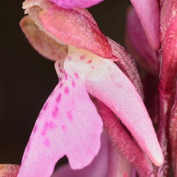 Androrchis gr. spitzelii 