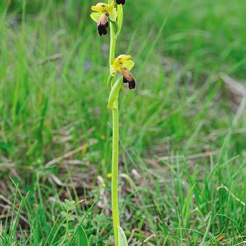 Ophrys gr. fusca