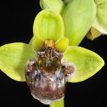 Ophrys bombyliflora