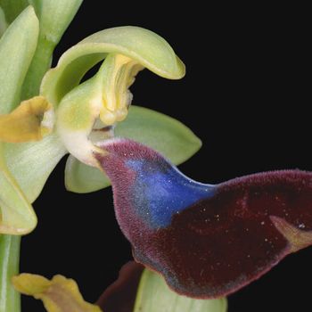 Ophrys atlantica