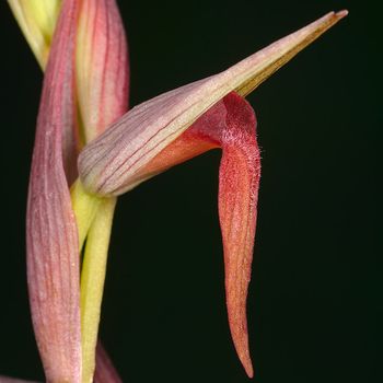 Serapias strictiflora