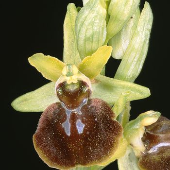 Ophrys gr. sphegodes
