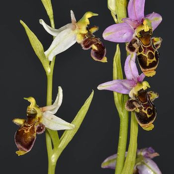 Ophrys gr. scolopax