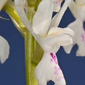 Androrchis gr. mascula