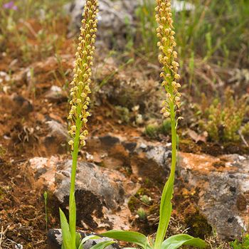 Orchis anthropophora