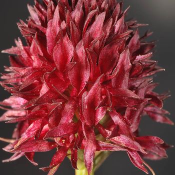 Gymnadenia gabasiana