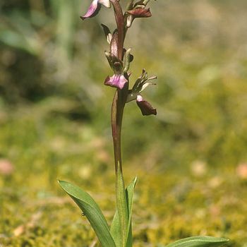 Anacamptis