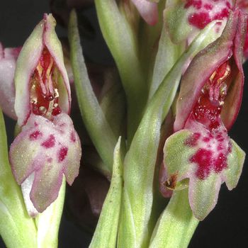 Anacamptis coriophora