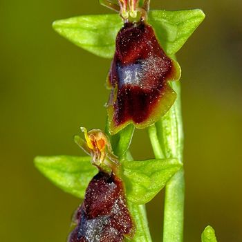 Ophrys subinsectifera