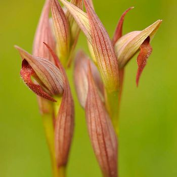 Serapias