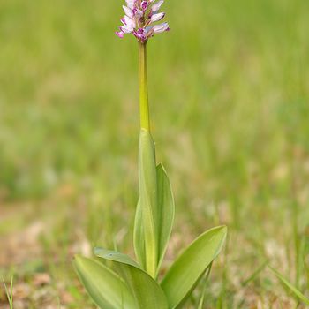 Orchis militaris