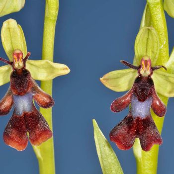 Ophrys