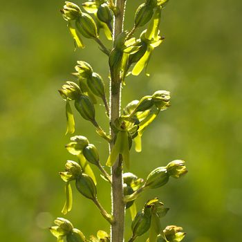 Neottia ovata