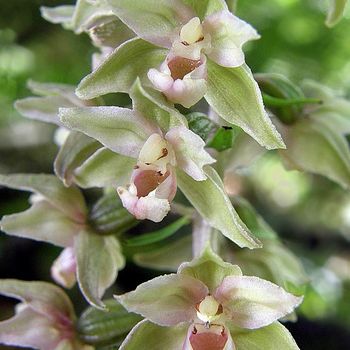 Epipactis viridiflora
