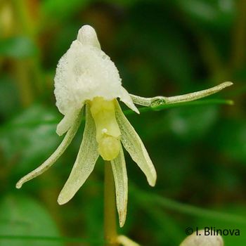 Epipogium