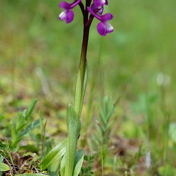 Anacamptis gr. morio