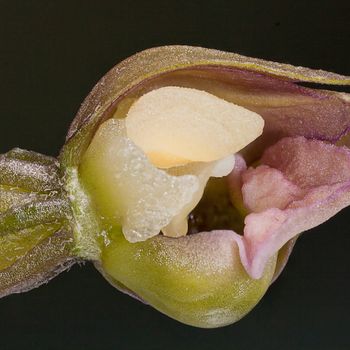 Epipactis tremolsii