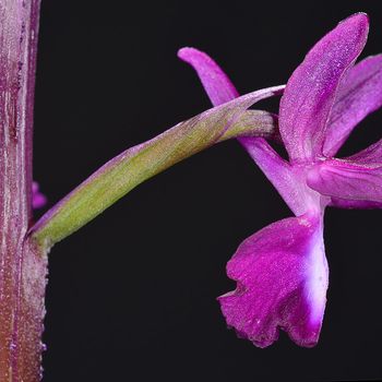 Anacamptis gr. laxiflora