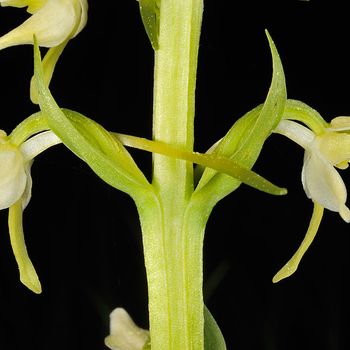 Platanthera chlorantha