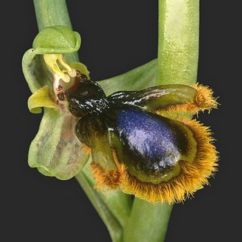 Ophrys vernixia