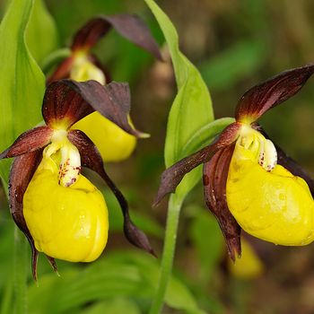 Cypripedium