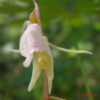 Epipogium